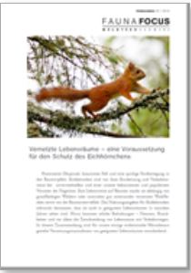 Fauna Focus Eichhörnchen